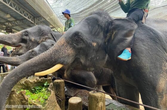 Kenali Gajah Asia di KECV, Terengganu