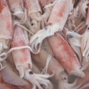 Hasil Candat Sotong di Terengganu