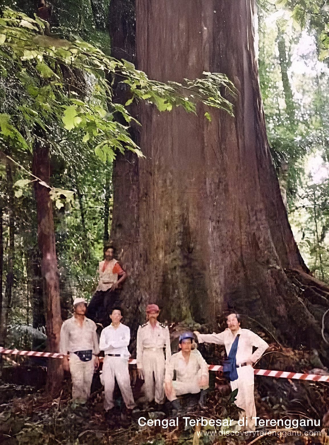 Pokok-Cengal-Terbesar-di-Terengganu