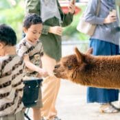 Rimba Razia, Petting Zoo di Terengganu