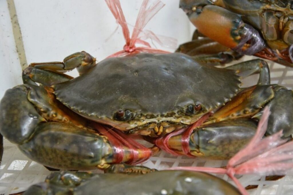 Ketam Nipah Umpan