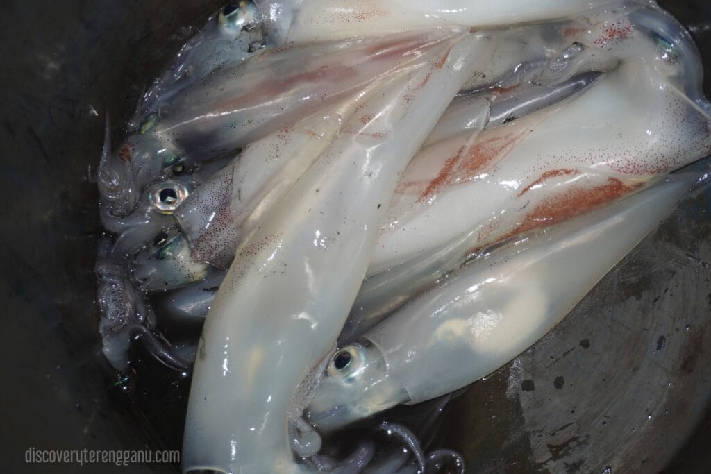 Hasil Tangkapan Candat Sotong
