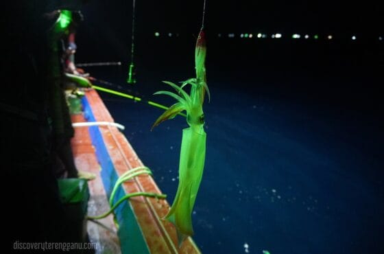 Pengalaman Menyertai Musim Candat Sotong di Terengganu 2025