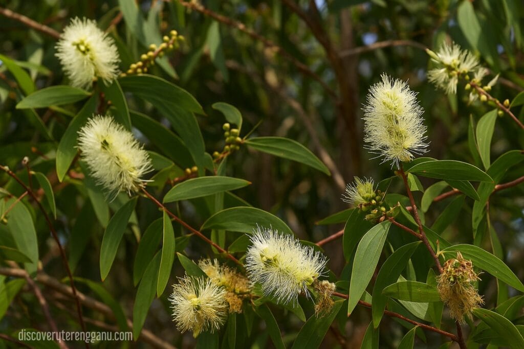 Pokok Gelam (Melaleuca cajuputi)